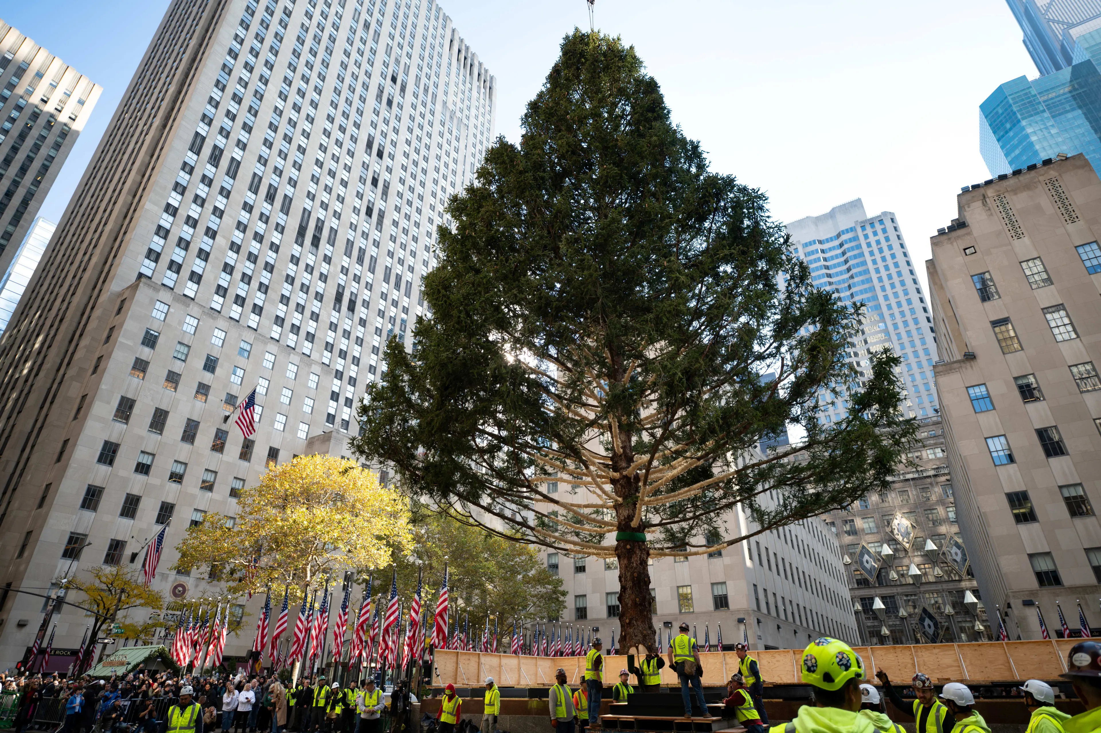 tree arrival