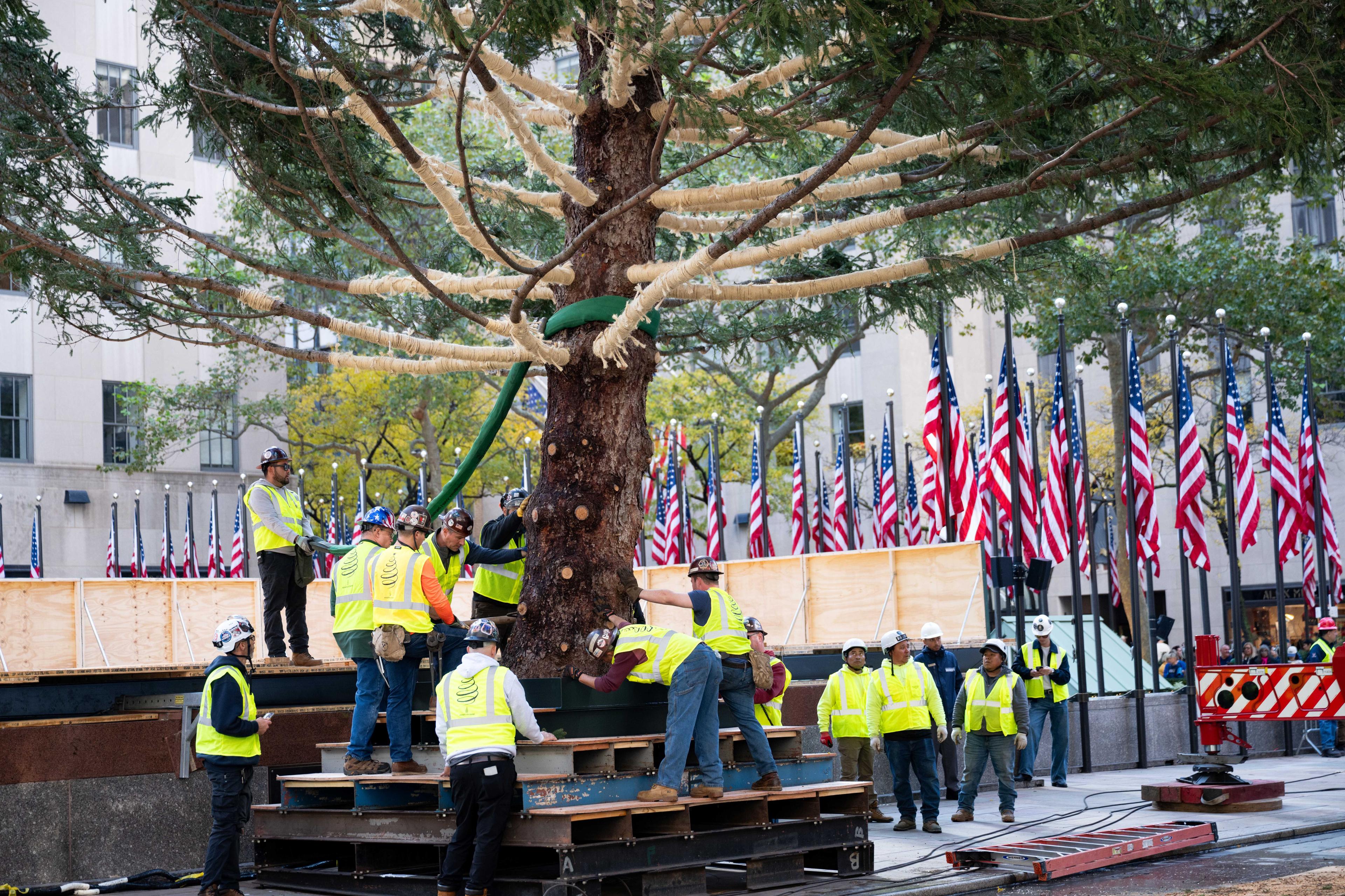 tree arrival