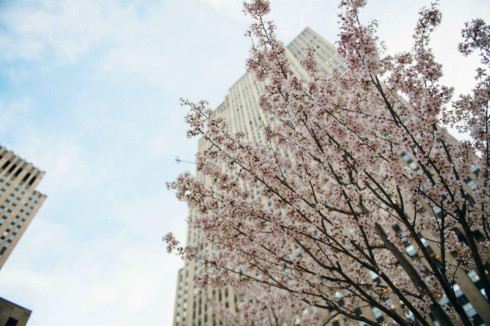 cherry blossoms