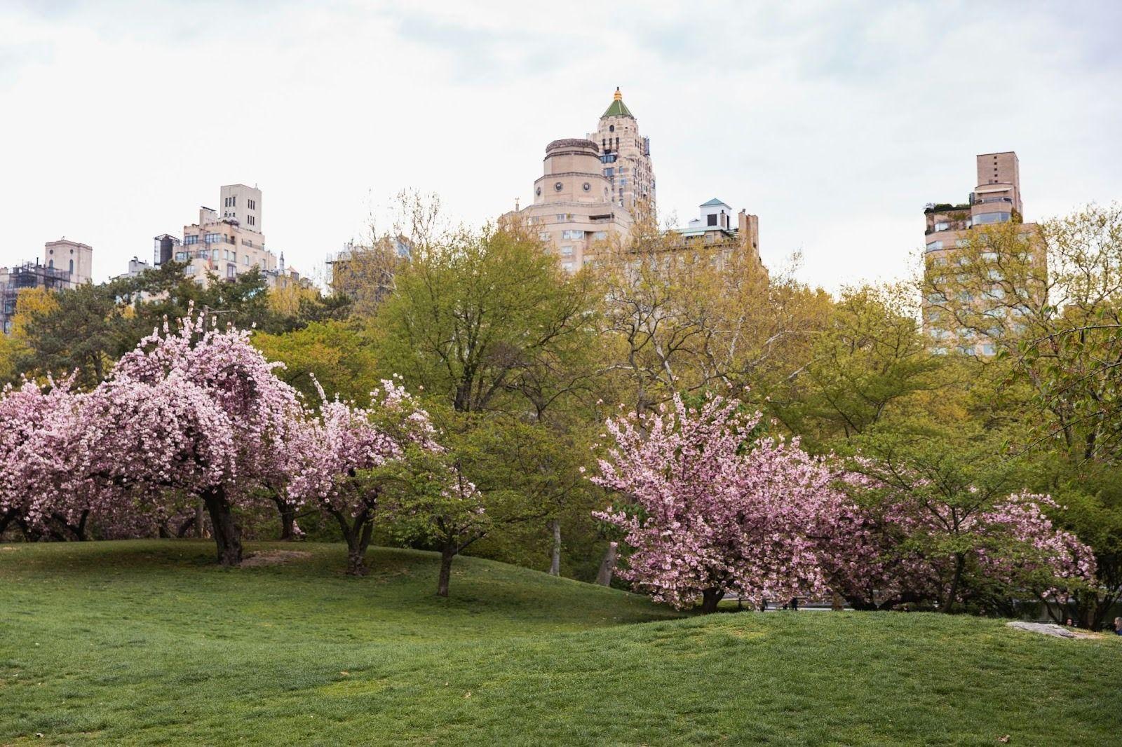 cherry blossom trees with the city in the background
